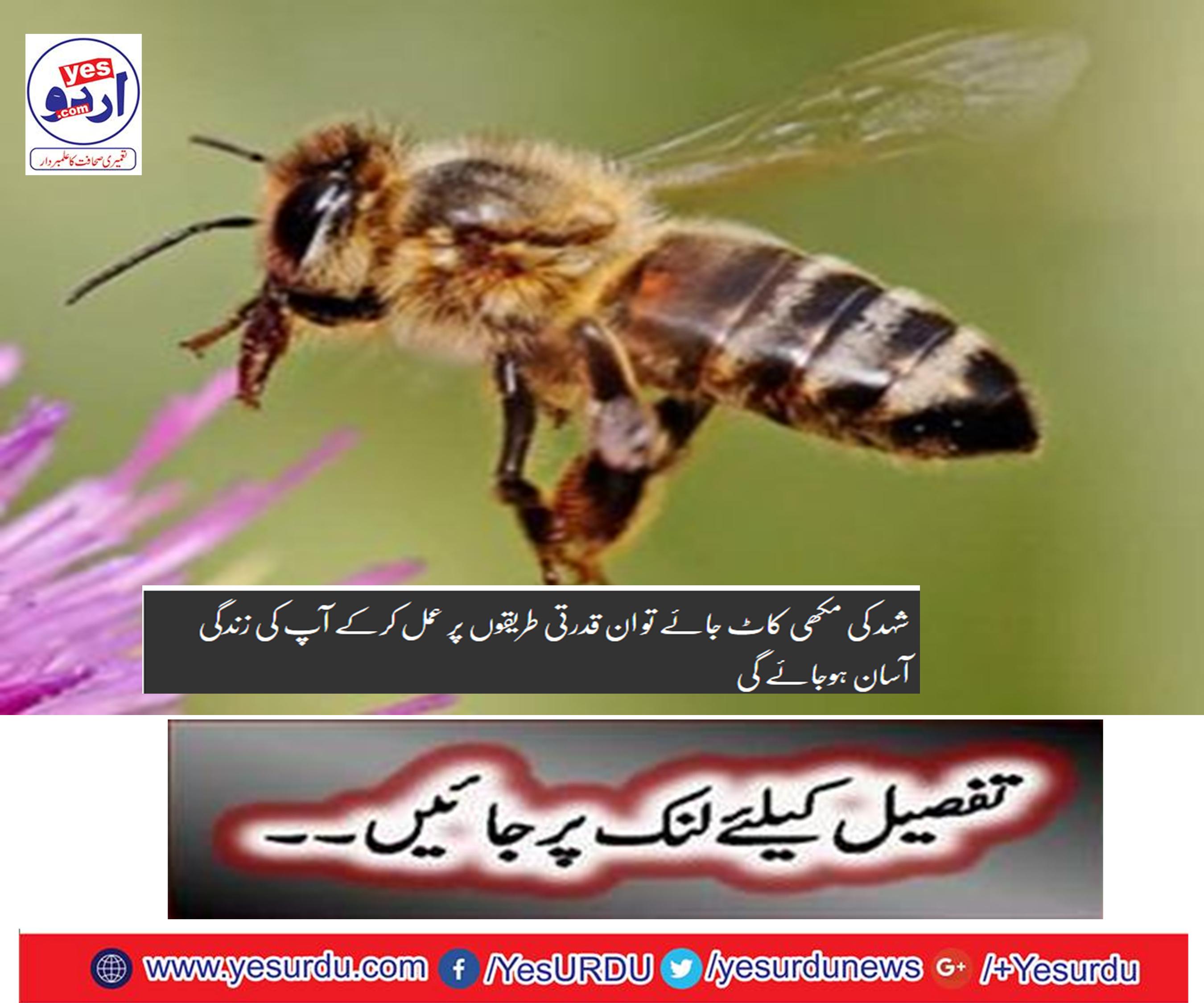 If you have a bee, you will be able to make it easier for you to follow these natural methods