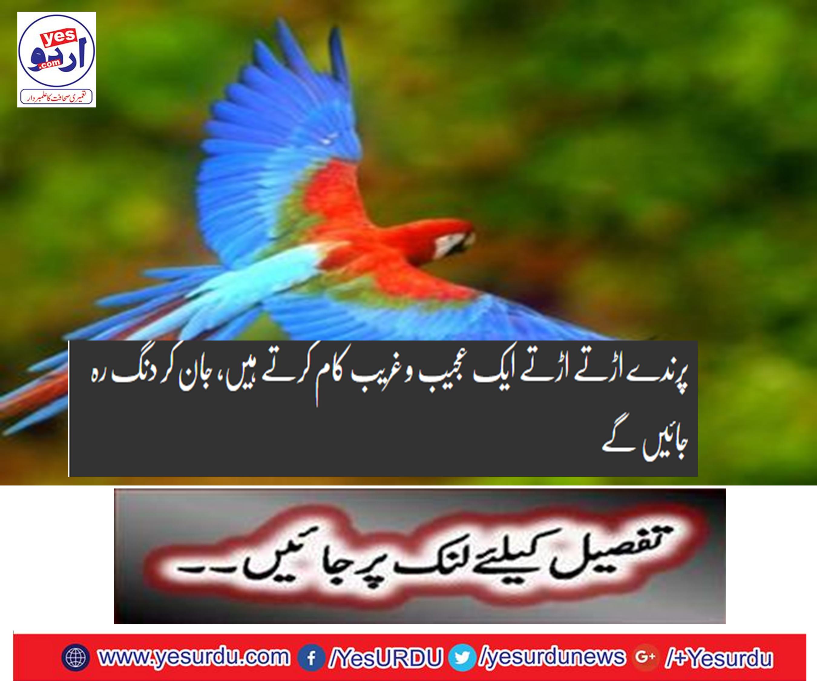 Flying birds fly a strange thing,