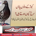 Why both the piles pigeons are red