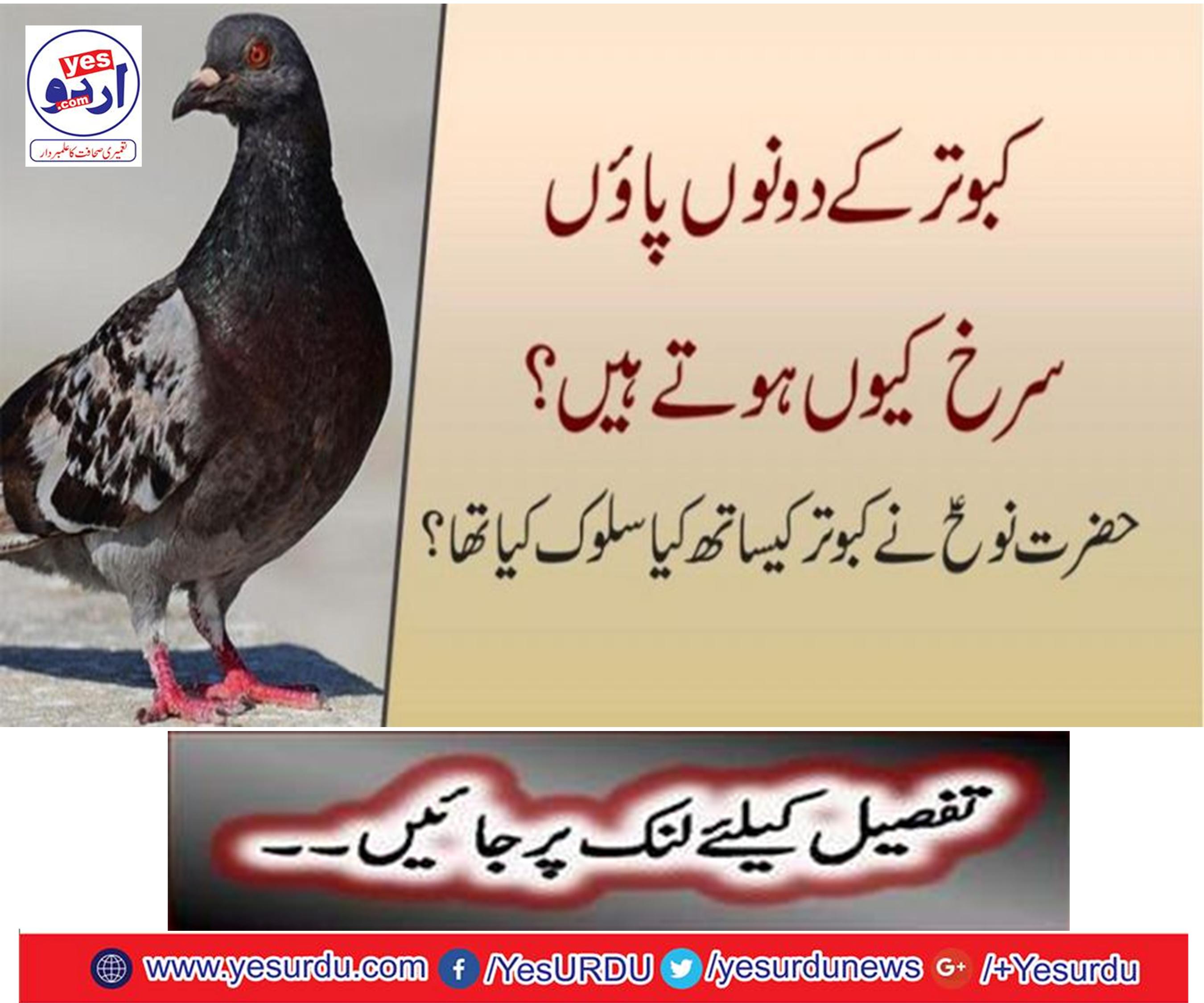 کبوتر کے دونوں پائوں سرخ کیوں ہوتے ہیں