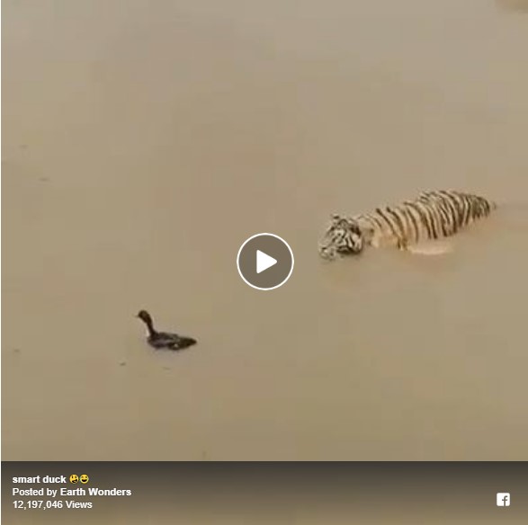 Now this is a smart duck
