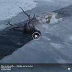 Hunters saved this frozen deer's life.