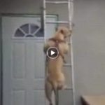 This dog ... can use stairs