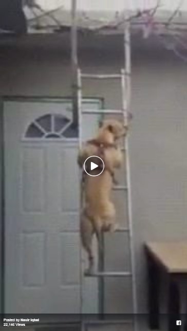 This dog ... can use stairs
