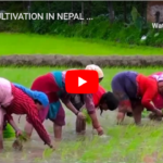 rice, cultivation, in, nepal, a, documentary, of, rice, fields