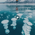 STILL MESMERIZED BY THE MILLIONS OF FROZEN METHANE BUBBLES I FOUND IN THE MIDDLE OF WINTERY ALBERTA.