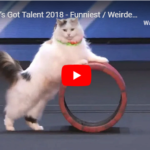 Funniest / Weirdest / Worst Auditions