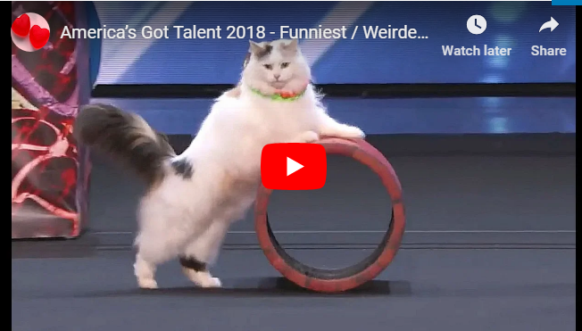 Funniest / Weirdest / Worst Auditions
