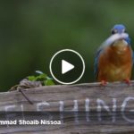A Bird grabs a fish in "No Fishing" zone