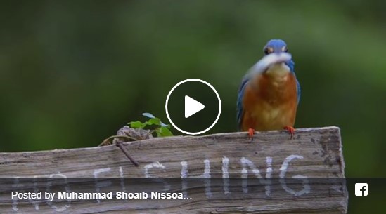 A Bird grabs a fish in "No Fishing" zone