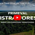 Transylvania Forests
