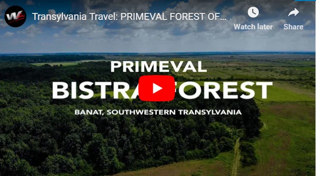 Transylvania Forests