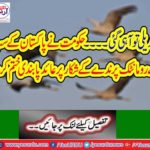 The government eliminates Pakistan's most romantic bird hunting ban