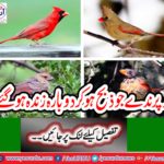 The four birds resurrected alive!