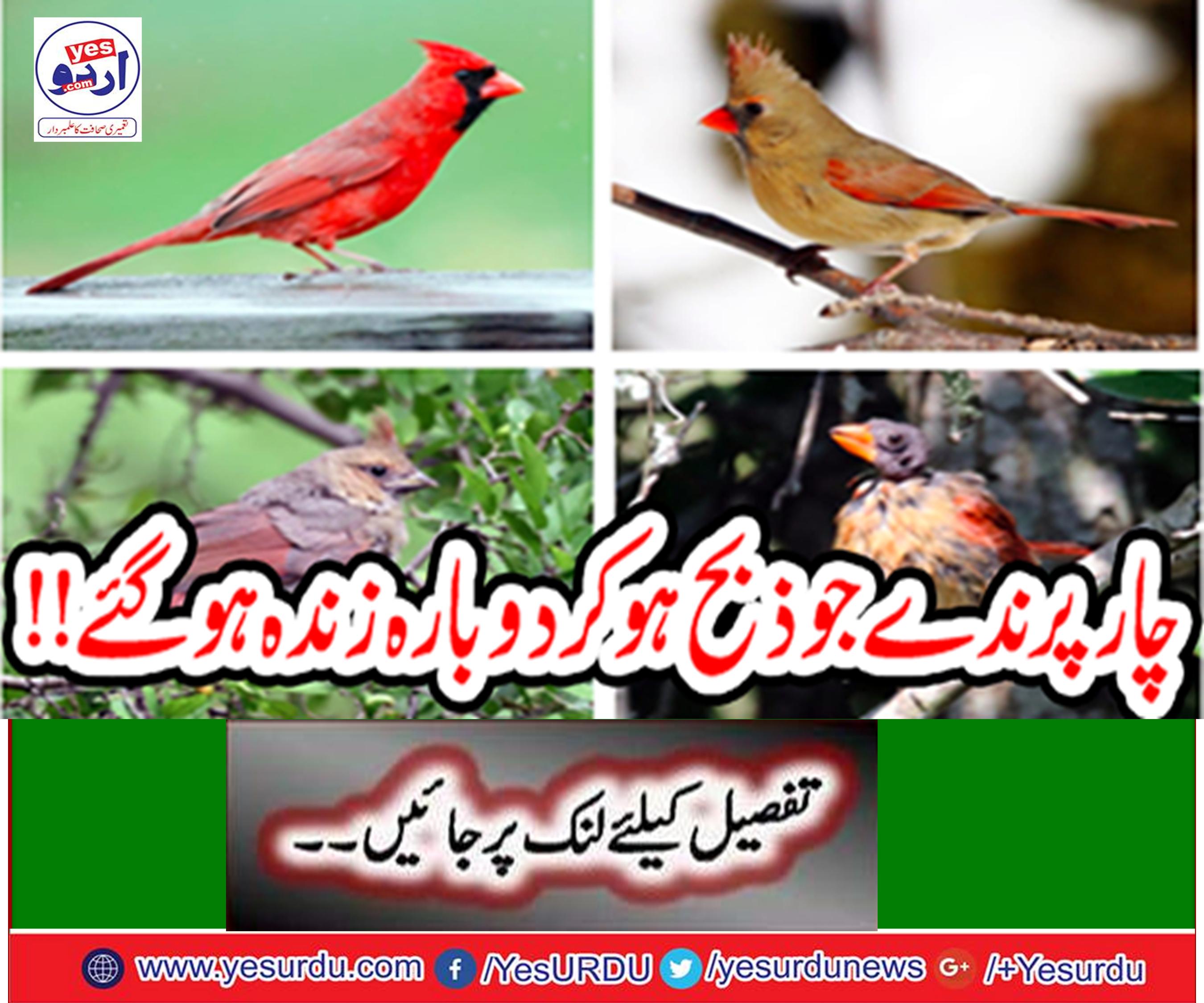 The four birds resurrected alive!