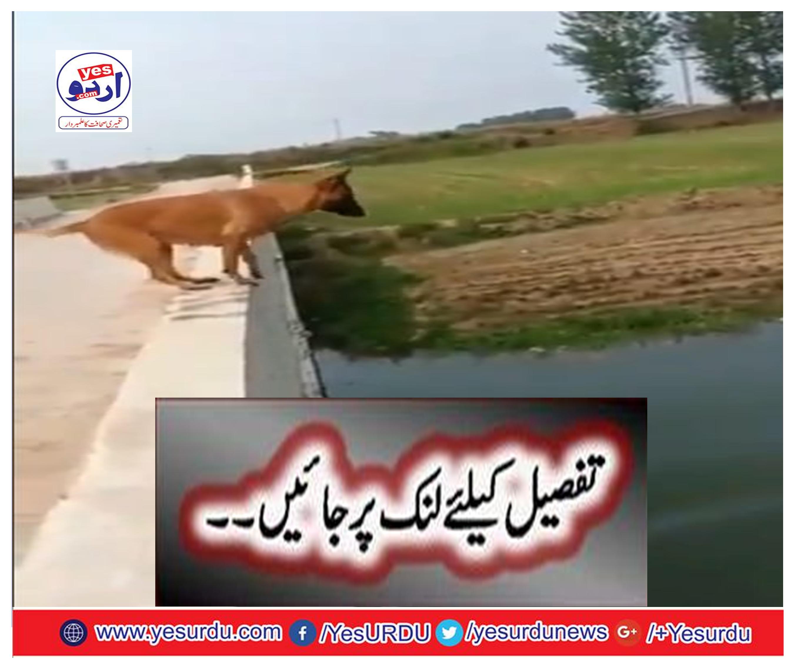 The dog tried to save his owner
