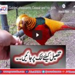 Red Golden Pheasant