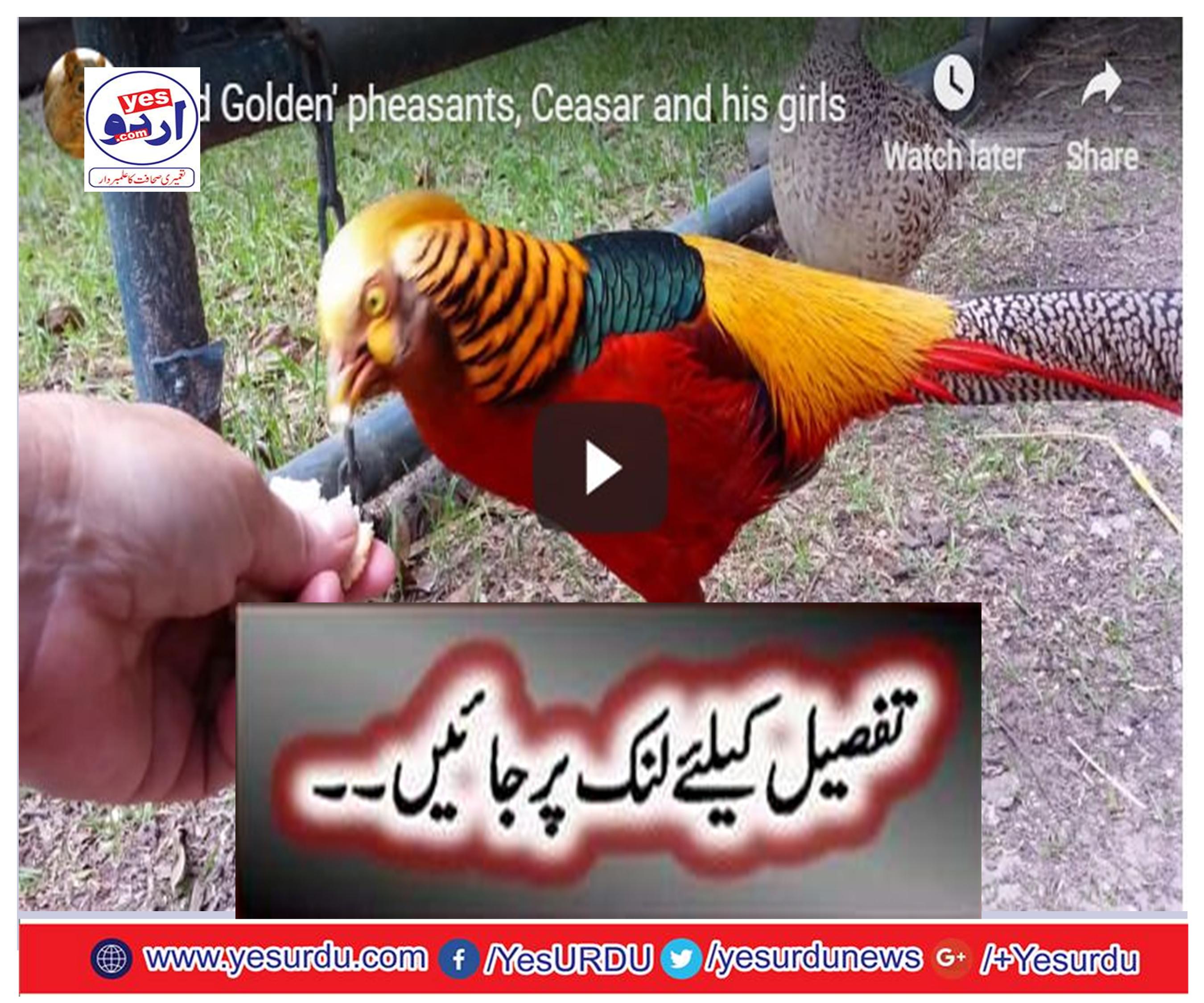 Red Golden Pheasant