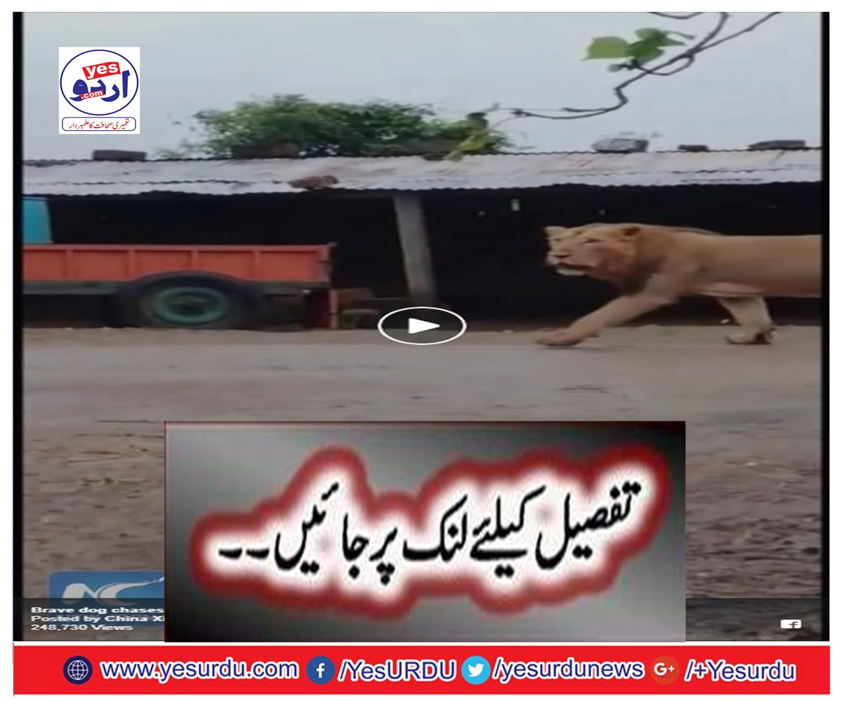 A brave dog chases away a lion that encroaches on a village in Gujarat, India.