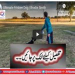 Ultimate Frisbee Dog