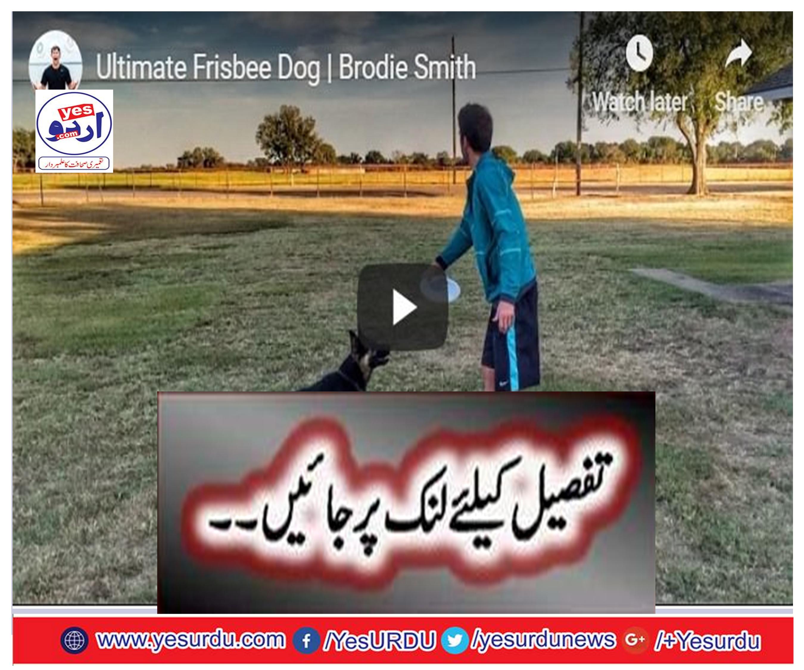 Ultimate Frisbee Dog