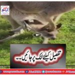 Kangaroo mom
