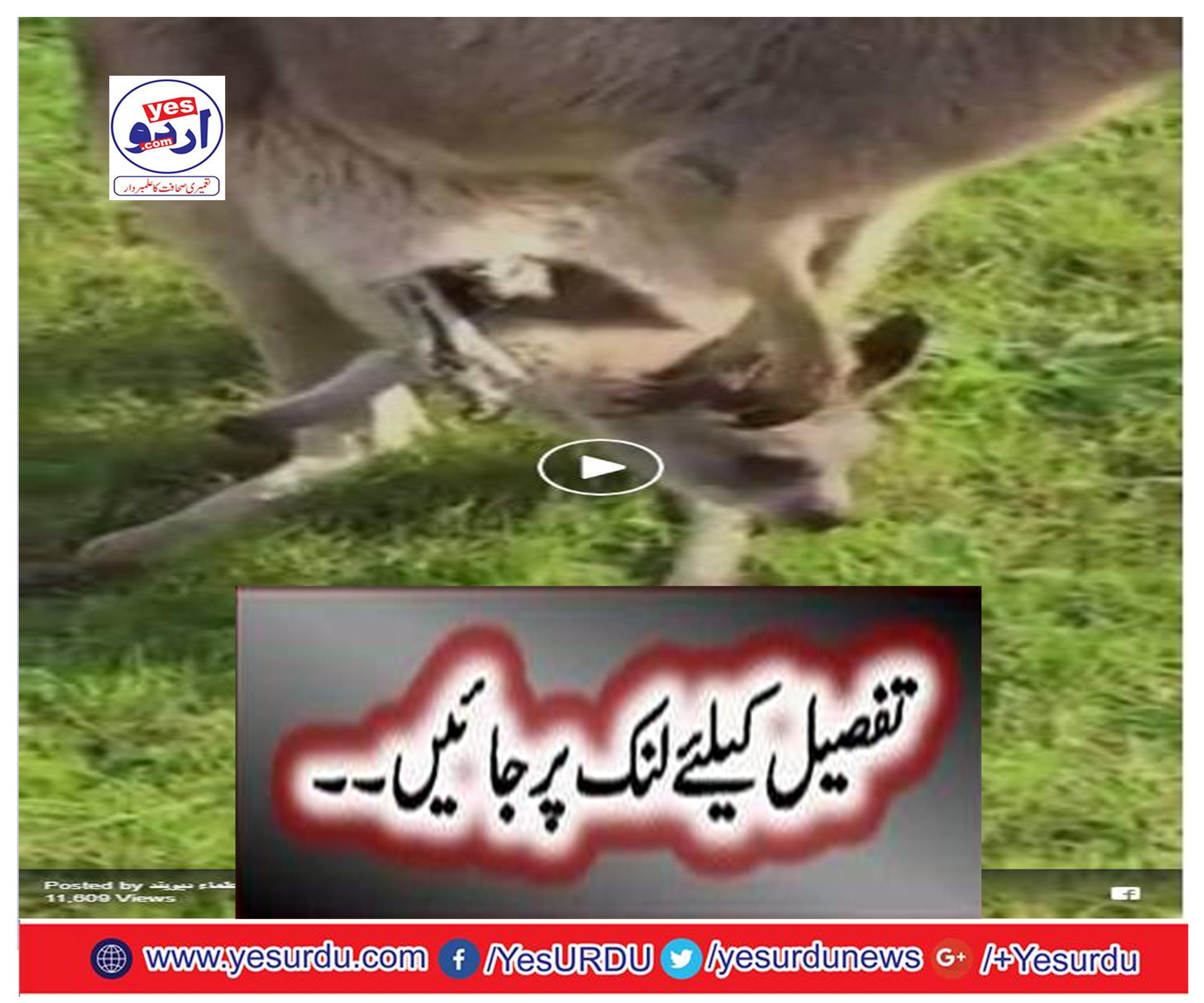 Kangaroo mom