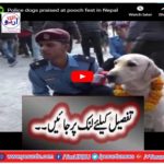 Pooch fest in Nepal - Police dogs praised at pooch fest in Nepal