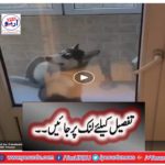 Why dogs are like that?