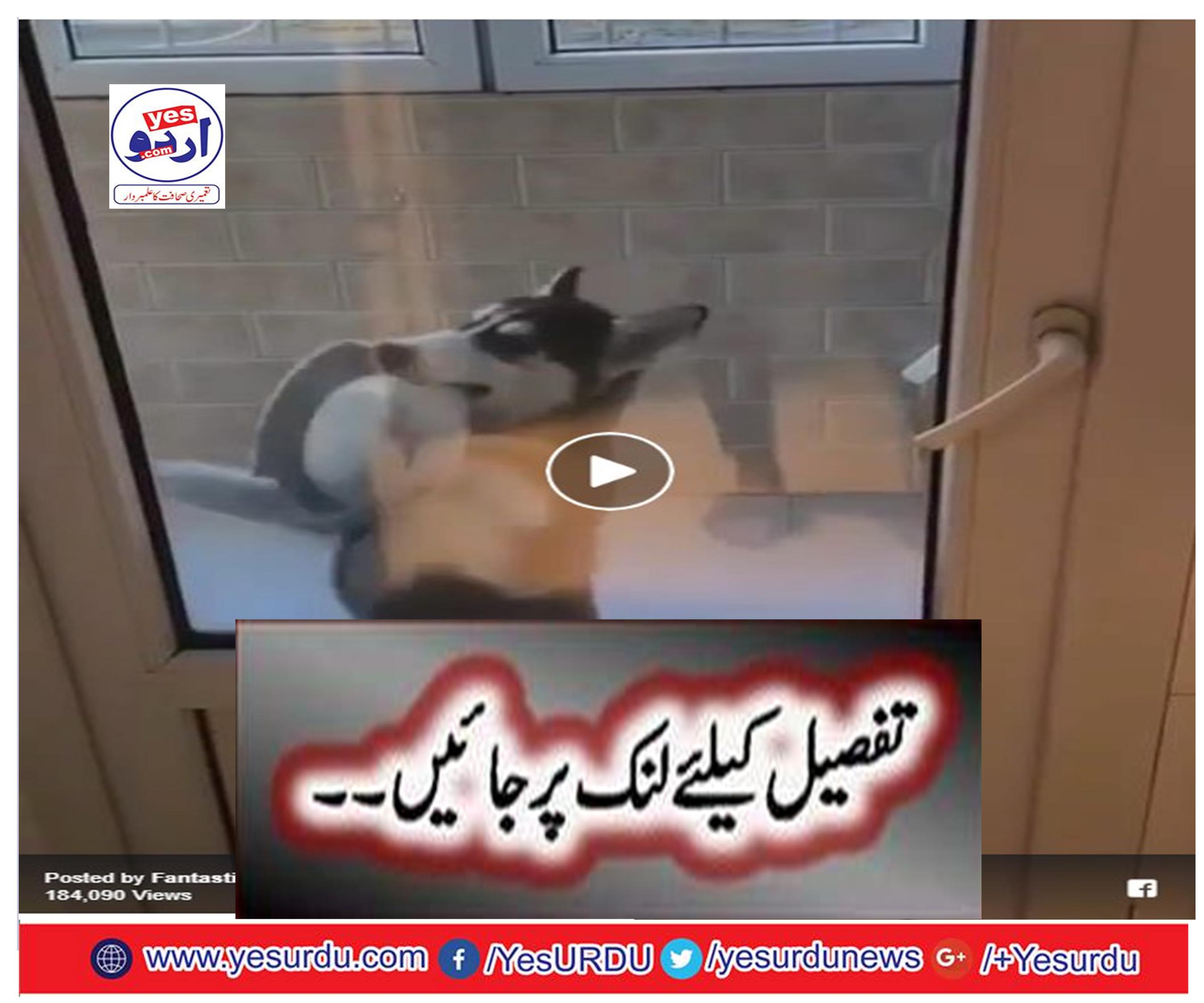 Why dogs are like that?