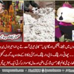 Extermination, Kites and panels