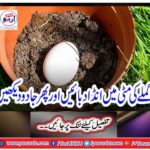 press the egg in soil and then see the magic