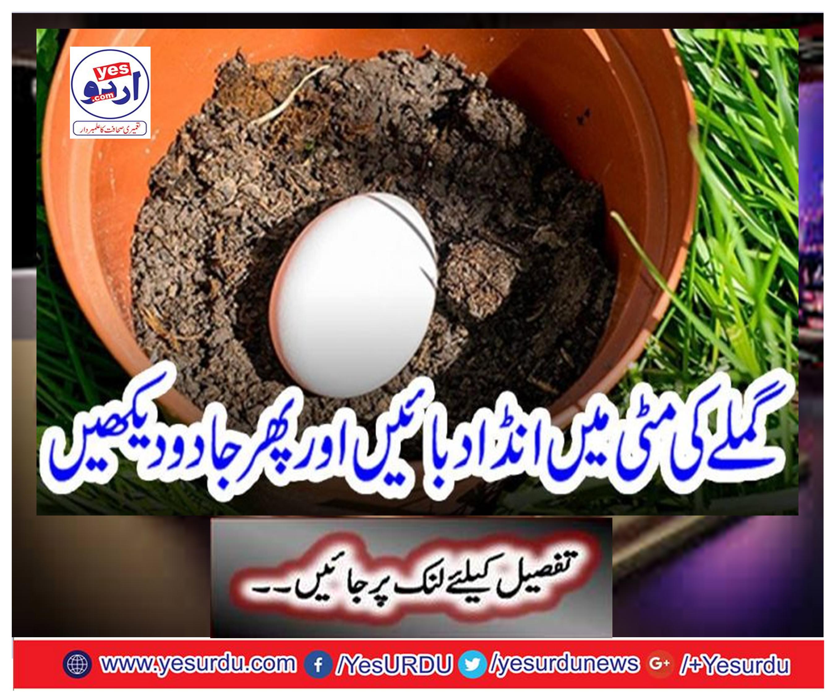 press the egg in soil and then see the magic