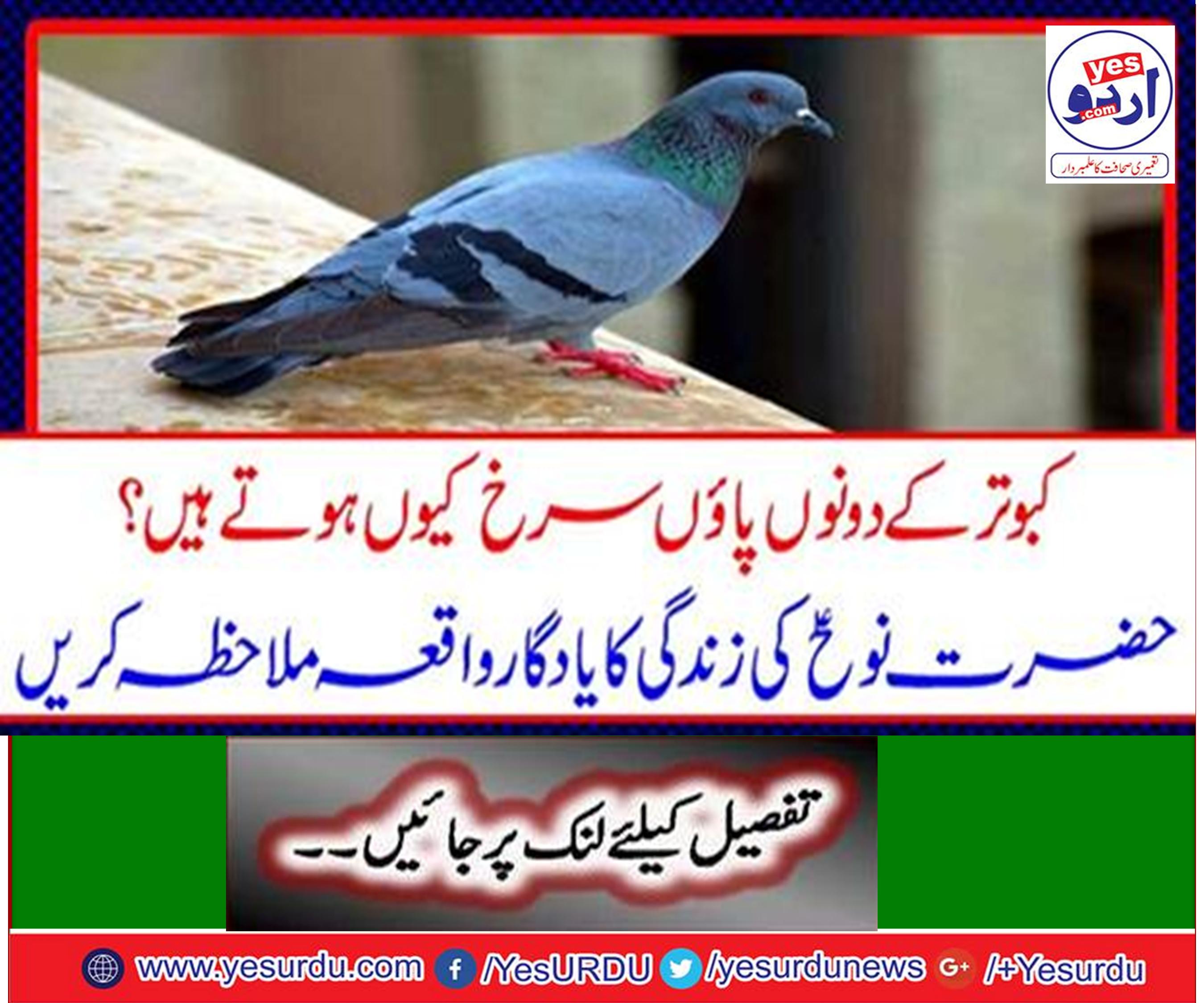 Why are both pigeons feet are red?
