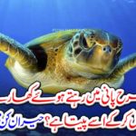 How does the turtle drink it by turning it into a sweet water and drinking it in water? Amazing information
