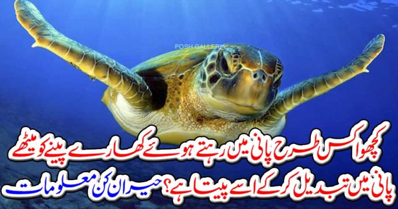 How does the turtle drink it by turning it into a sweet water and drinking it in water? Amazing information