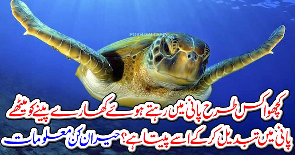 How does the turtle drink it by turning it into a sweet water and drinking it in water? Amazing information