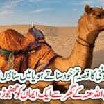 Do you hear the camel's story or hear me?