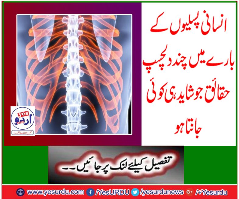 Some interesting facts about human ribs that rarely know