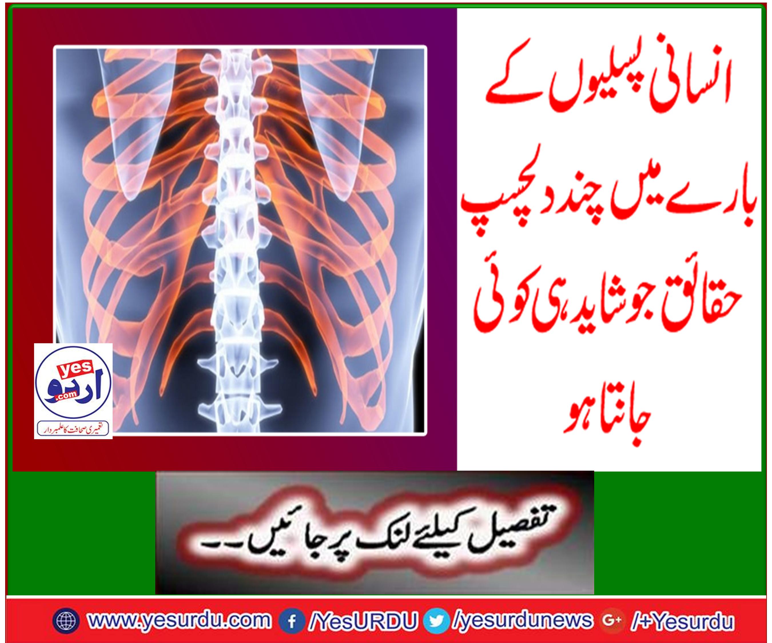 Some interesting facts about human ribs that rarely know