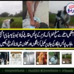 POLICE, ENCOUNTER, LIVE, COVERAGE, BY, PUNJAB, POLICE, OFFICIAL, IN, CENTRAL, PUNJAB, CRIMINAL, RUSHED, INTO, JUNGLE, AND, THEN, FROM CROPS, ARRESTED, AND, CONVICTED, SUCCESSFULLY