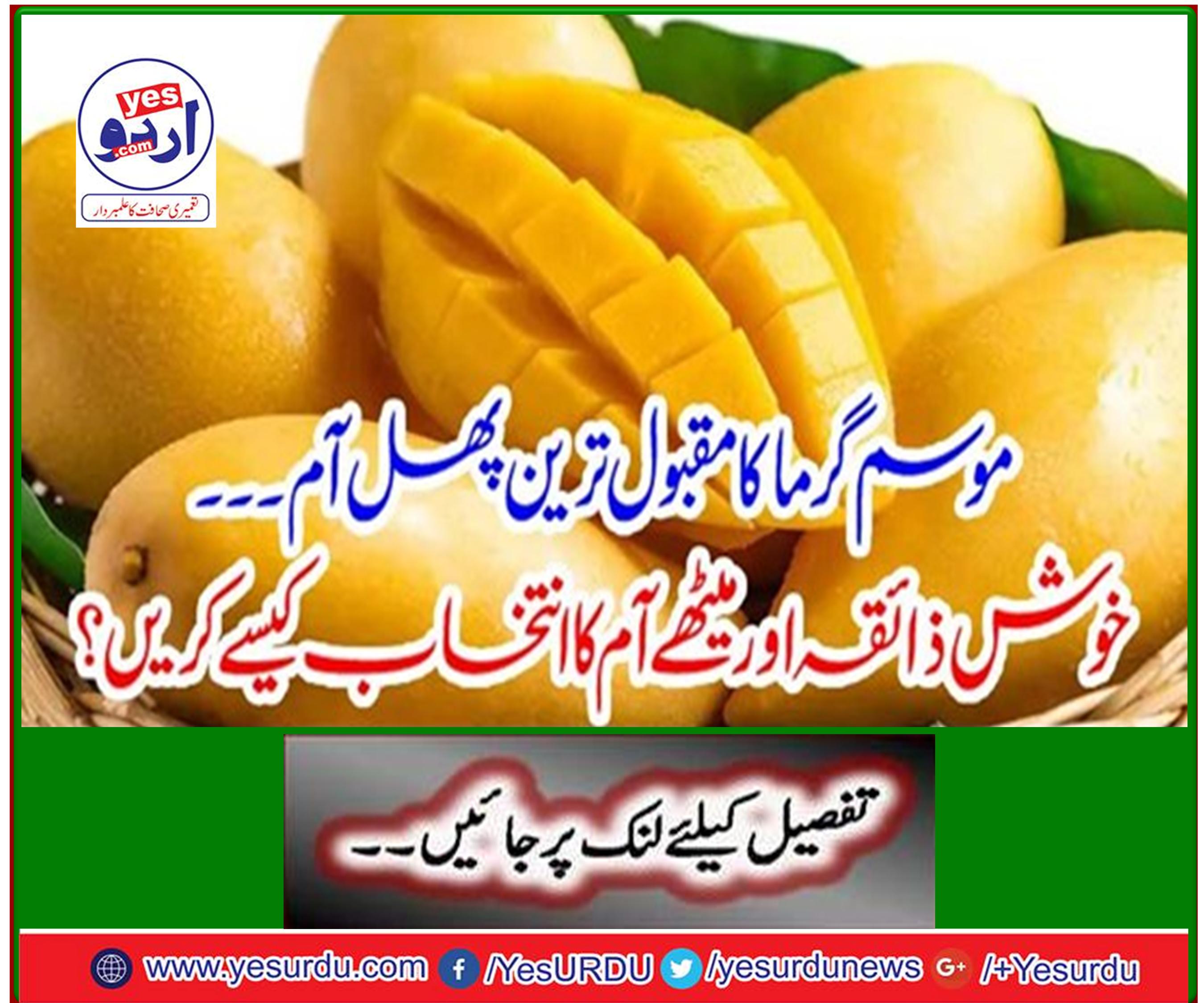 موسم گرما کا مقبول ترین پھل آم ۔۔۔ خوش ذائقہ اور میٹھے آم کا انتخاب کیسے کریں ؟