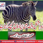 How does Zebra defend himself in difficult times?