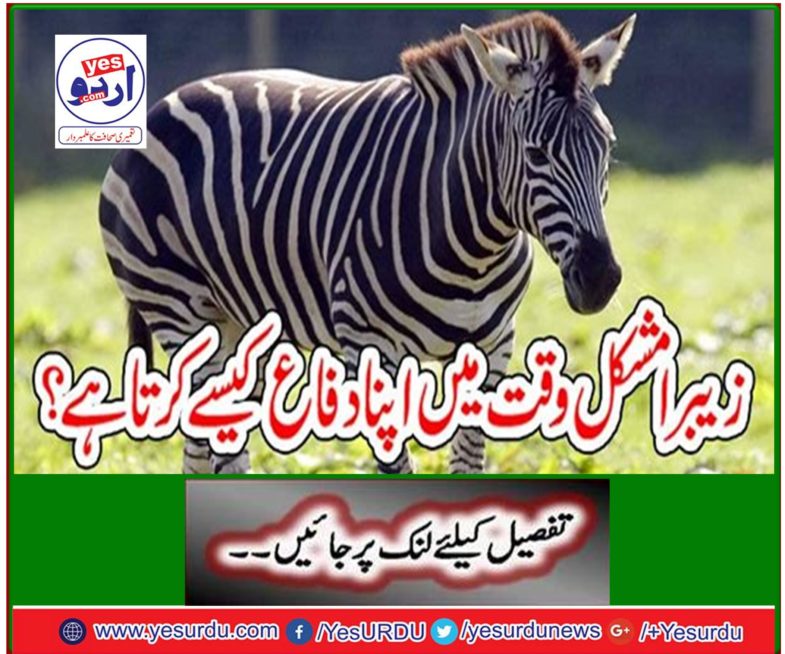 How does Zebra defend himself in difficult times?