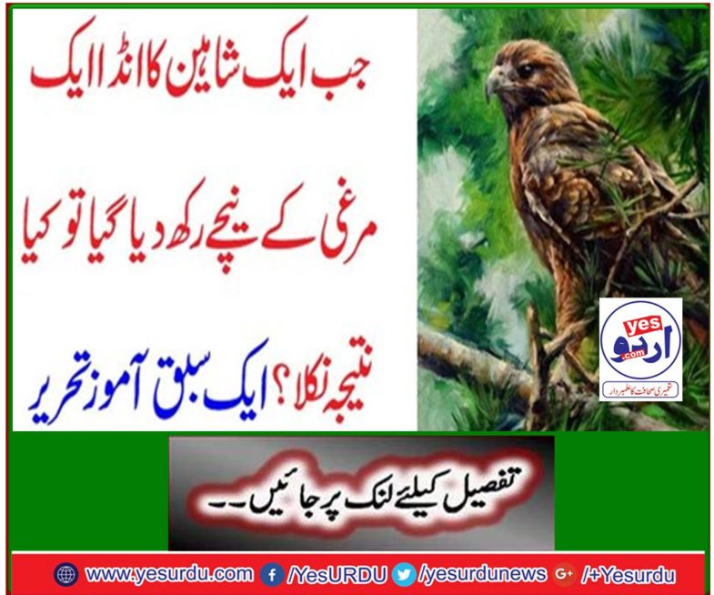 What was the result when a chanel egg was placed under a bird? Writing a lesson