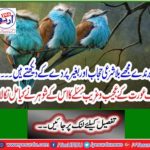 These birds call me Shari'i hijab and without curtains ...