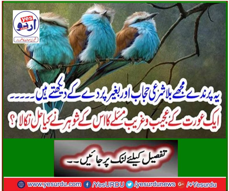 These birds call me Shari'i hijab and without curtains ...