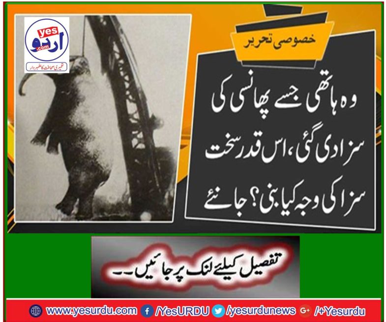 The elephant who was sentenced to death, what caused such a severe punishment? Learn