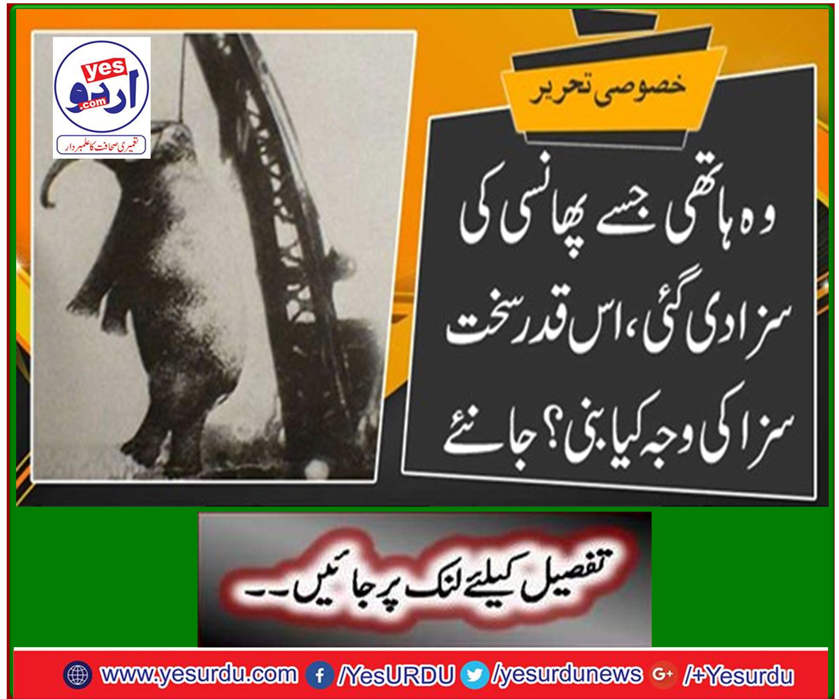 The elephant who was sentenced to death, what caused such a severe punishment? Learn