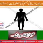 Human body information
